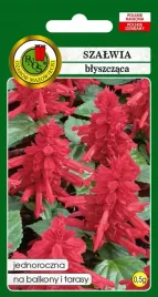 szalwia-blyszczaca-05g-miododajna-wabi-motyle-nasiona-pnos