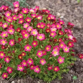 skalnica-arendsa-czerwona-efektowna-bylina-na-skalniaki