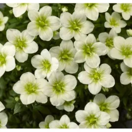 skalnica-arendsa-biala-efektowna-bylina-na-skalniaki