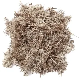 mech-dekoracyjny-reniferowy-bielony-30g-dpza-073