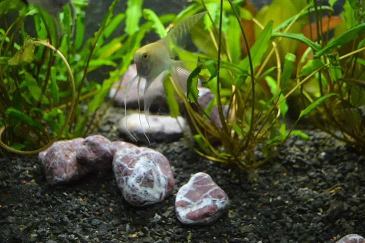 kamien-ozdobny-otoczak-czerwony-grecki-naturalny-piekny-2-4-cm-15-kg-kod-producenta-rosso-verona-kamien-ogrodowy-otoczak-15