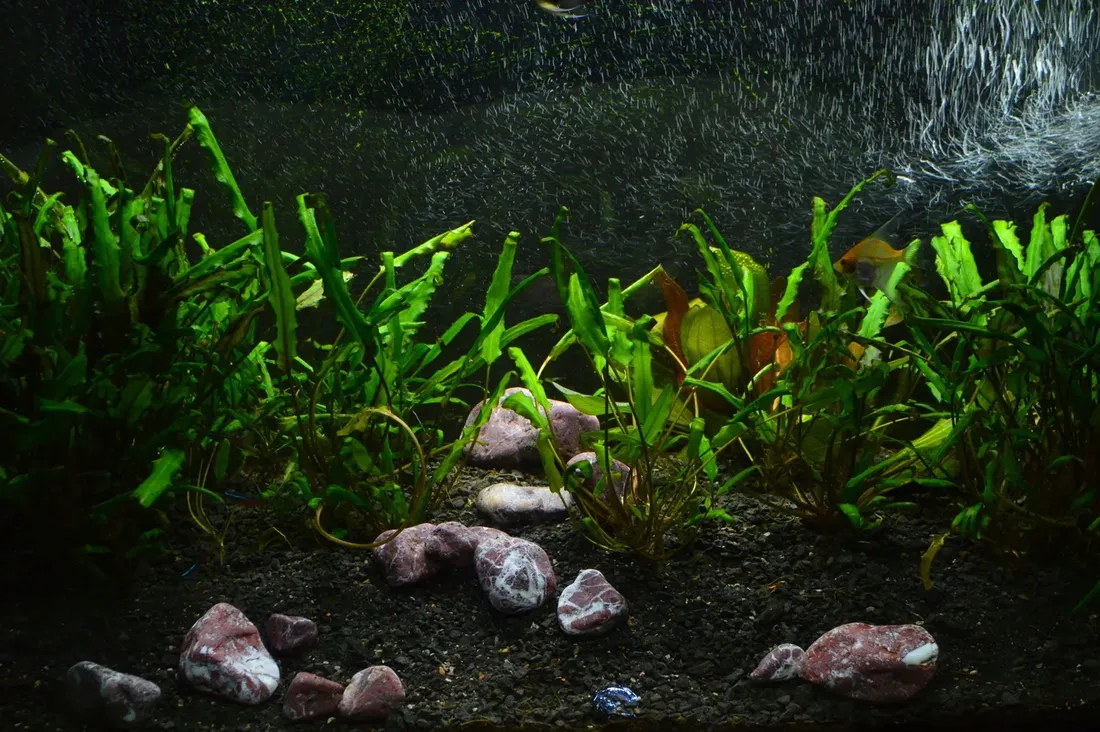 kamien-ozdobny-otoczak-czerwony-grecki-naturalny-piekny-2-4-cm-15-kg