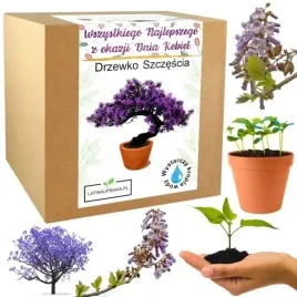 prezent-na-dzien-kobiet-drzewko-szczescia-bonsai-kwiatek-dla-dziewczyny