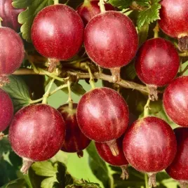 agrest-czerwony-duzo-owocow-sadzonka-bomba-witaminowa