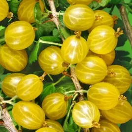 agrest-zolty-duzo-owocow-sadzonka-bomba-witaminowa