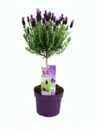 lawenda-fioletowa-na-pniu-pachnaca-xl1-2l-sadzonka-pachnaca