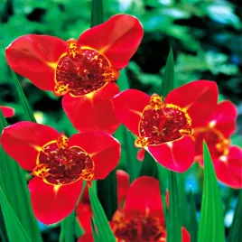 tigrida-tygrysowka-speciosa-czerwona-10szt-tygrysowki-cebulki-b195