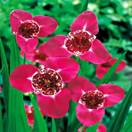 tigrida-tygrysowka-lilacea-10-szt-tygrysowki-cebulki-b195