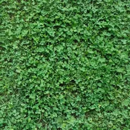 mikrokoniczyna-drobnolistna-niska-nasiona-500g