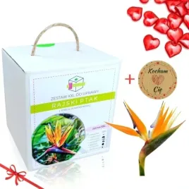 strelicja-rajski-ptak-zestaw-do-uprawy-prezent-na-walentynki-dzien-babci