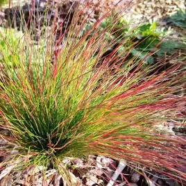 kostrzewa-walberla-pieknie-wybarwia-na-czerwono-xl-trawa-ozdobna-1l