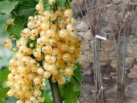 porzeczka-biala-weisse-versailer-na-pniu-sadzonka-xxl-w-donnicach