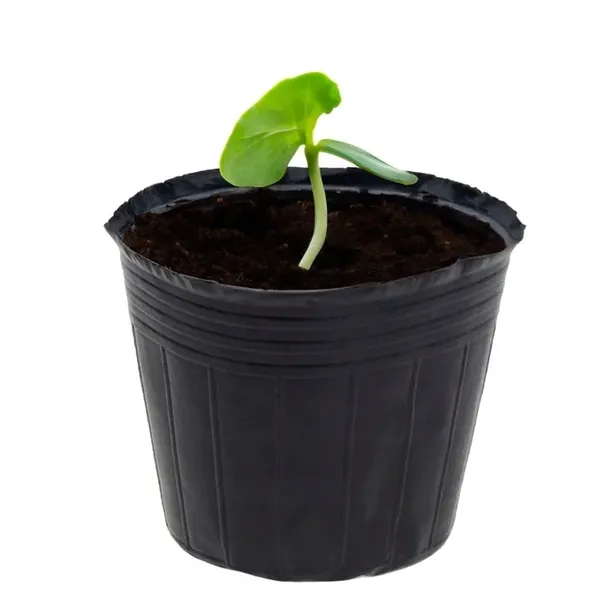 doniczki-p15-produkcyjne-100szt-15l-rozsad-upraw-wysiewu-15x15-znaczniki-stan-opakowania-oryginalne