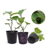 doniczki-p15-produkcyjne-100szt-15l-rozsad-upraw-wysiewu-15x15-znaczniki-stan-nowy-waga-z-opakowaniem-0-3-kg