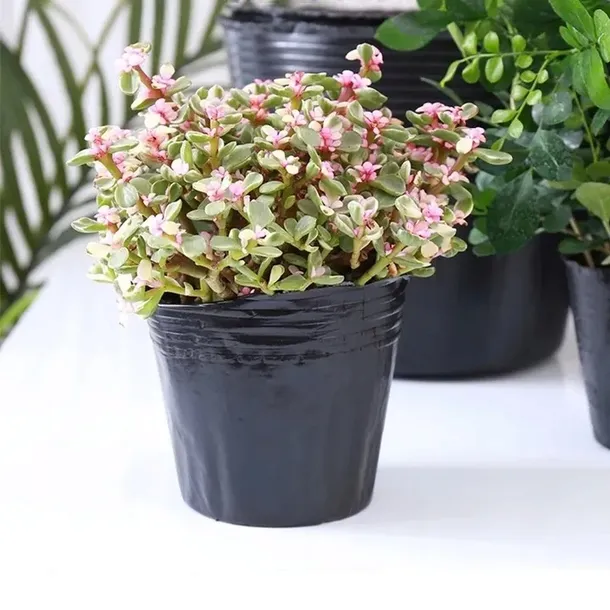 doniczki-p15-produkcyjne-100szt-15l-rozsad-upraw-wysiewu-15x15-znaczniki-stan-nowy-stan-opakowania-oryginalne