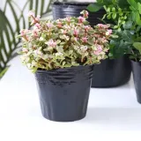 doniczki-p15-produkcyjne-100szt-15l-rozsad-upraw-wysiewu-15x15-znaczniki-stan-nowy-stan-opakowania-oryginalne