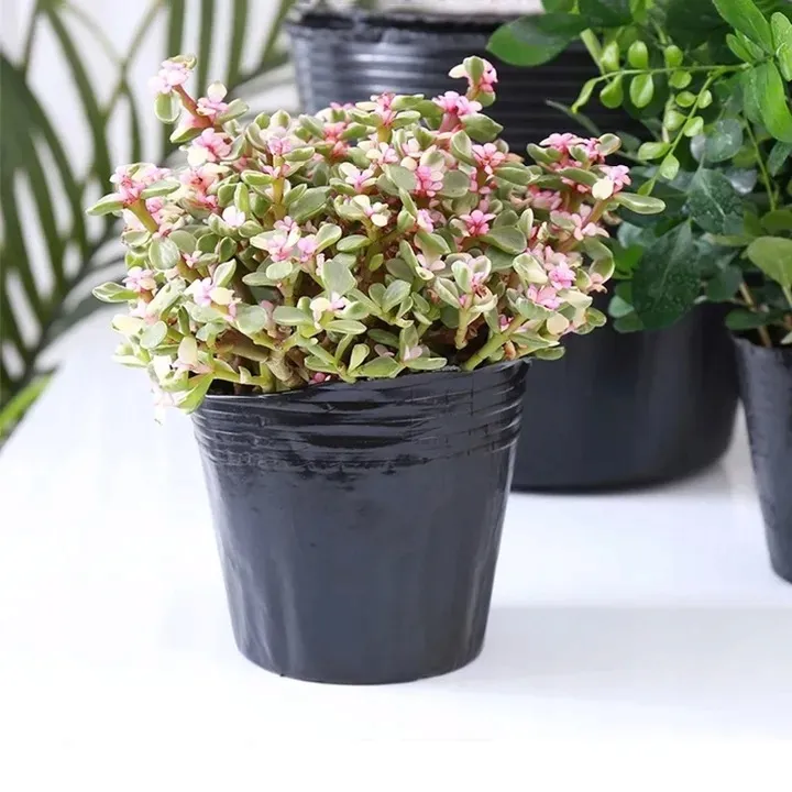 doniczki-p15-produkcyjne-100szt-15l-rozsad-upraw-wysiewu-15x15-znaczniki-stan-nowy