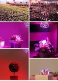 zarowka-led-grow-light-do-uprawy-roslin-80w-e27-rodzaj-zarowka