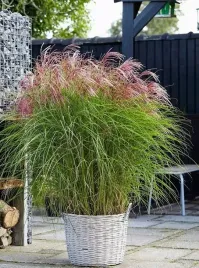 miskant-chinski-flamingo-rozowo-srebrzyste-puszyste-kwiaty-pieknosc-ogrodu