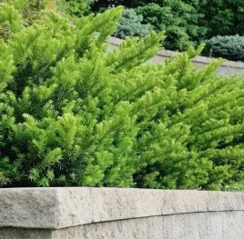 cis-posredni-farmen-idealny-na-niskie-zywoploty-taxus-media-sadzonka