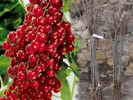 porzeczka-na-pniu-czerwona-holenderska-na-pniu-sadzonka-xxl-obficie-owocuje