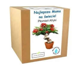 plomien-afryki-drzewko-bonsai-prezent-dzien-matki-unikalny-wyjatkowy