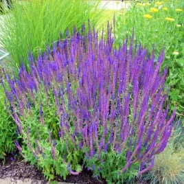 szalwia-omszona-fioletowa-miododajna-sadzonka-xl-zdrowa-ladna-duza-sadzonka