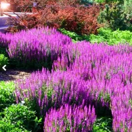 rozowa-szalwia-omszona-merleau-rose-kwitnie-cale-lato-sadz-xxl