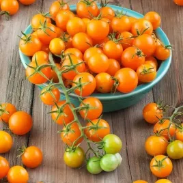 pomidor-gruntowy-wysoki-figiel-pomaranczowy-wczesny-500-pomidorkow-krzaka