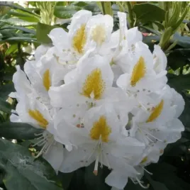 rododendron-rozanecznik-madame-masson-bialy-sadzonka-w-doniczce-xxl