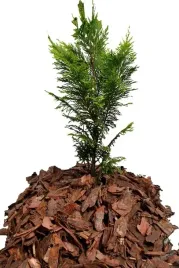 kora-sosnowa-przesiewana-srednia-80-l