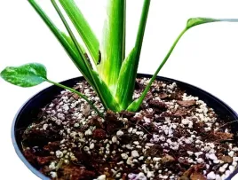 lekkie-podloze-premium-do-monster-itp-bigos-ziemia