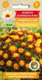 aksamitka-rozpierzchla-champion-flame-05-g-zolto-bordowa-kwiaty-jadalne-t