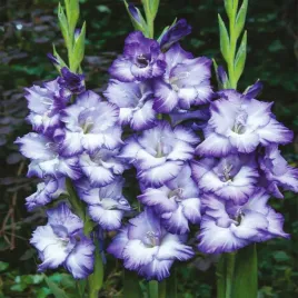 mieczyk-blue-storm-niebiesko-bialy-mieczyki-cebulki-bulwy-5-szt