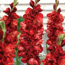 mieczyk-cappuccino-bordowo-kremowy-mieczyki-cebulki-bulwy-5-szt