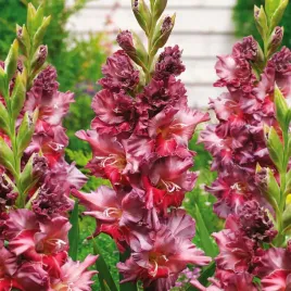 gladiolus-mieczyk-rusty-chestnut-5-szt-mieczyki-cebulki-rozowo-bordowy-xxl