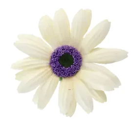 calendula-wyr-24-szt-kremowa-sp