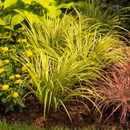 tatarak-trawiasty-golden-delight-trawa-na-podmokle-tereny