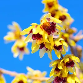 zimokwiat-wczesny-chimonanthus-praecox-sadzonki-kwitnie-zima