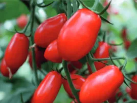 pomidor-cherry-lotta-sweet-pomidory-szczepione-koktajlowe-sadzonka-p9