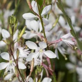 gaura-graceful-white-gaura-lindheimeri-p11