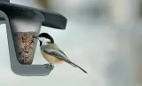 karmnik-dla-ptakow-birdyfeed-double-wysokosc-produktu-173-cm