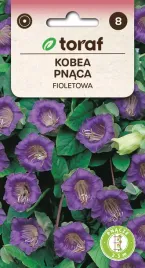 kobea-pnaca-fioletowa-nasiona-kwiatow-539-toraf