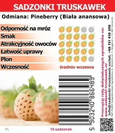 truskawka-ananasowa-pineberry-nowosc-biala-truskawka-10-sztuk-sadzonek