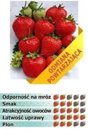 truskawka-ostara-10-sadzonek-odmiany-calorocznej