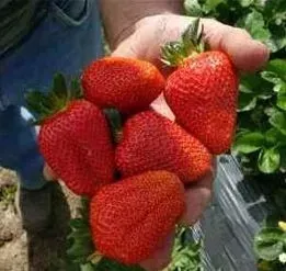 caloroczna-ogromna-truskawka-san-andreas-10-szt-sadzonek-doniczkowanych