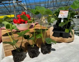 truskawka-florence-10-szt-sadzonek-doniczkowanych