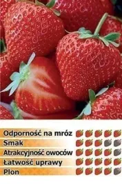 honeoye-wczesna-odmiana-10-sadzonek-truskawek