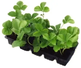 najsmaczniejsza-truskawka-bardzo-slodka-10szt-sadzonki-truskawek-senga