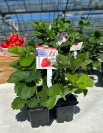 truskawka-polka-10-sadzonek-ukorzenionych